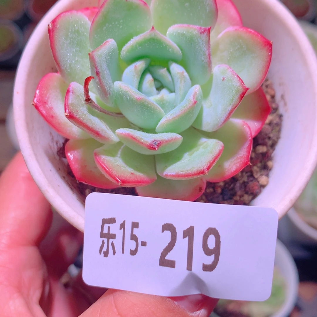 乐然15-219 新品单头