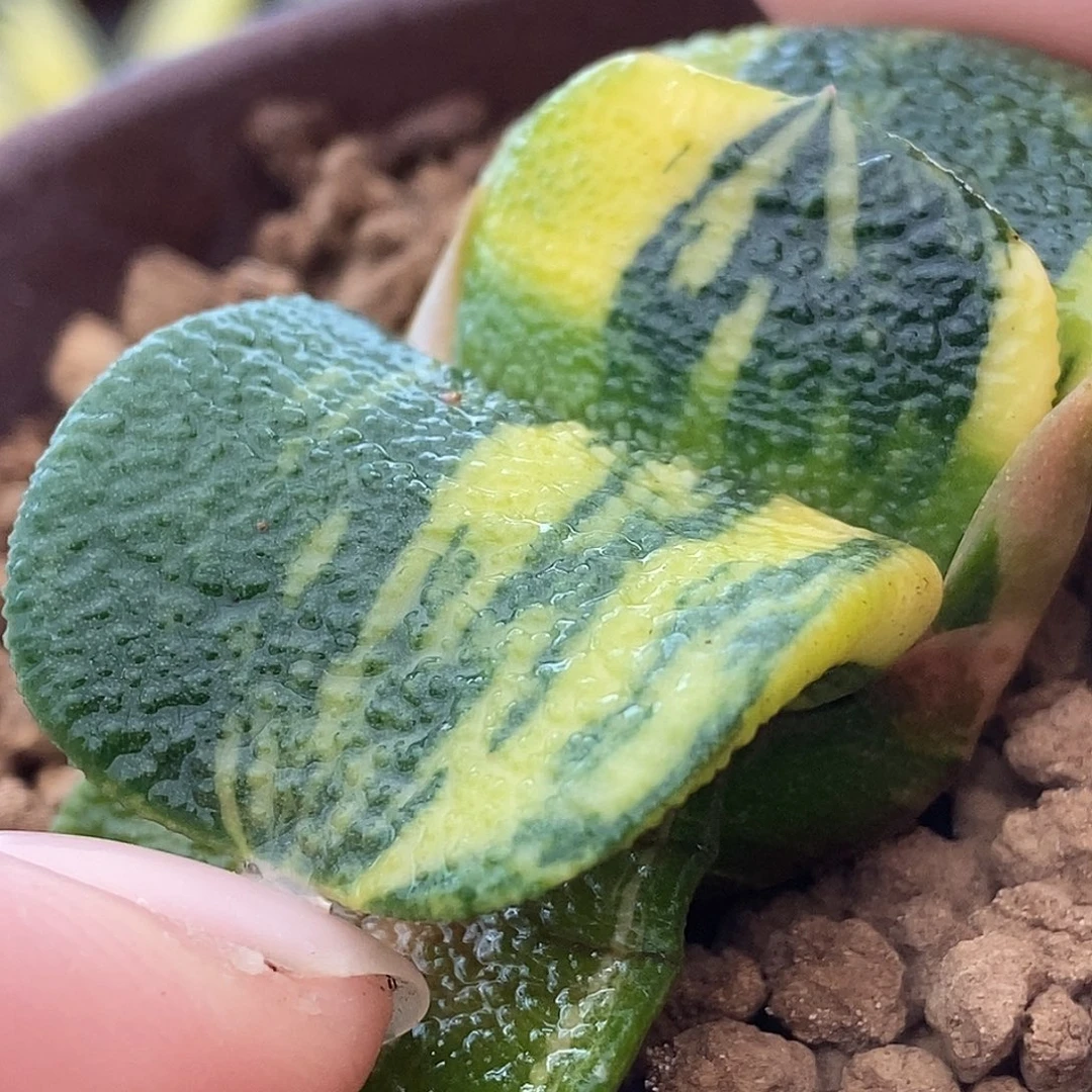 183实生选拔特军配超级蝴蝶大密釉带盆发货