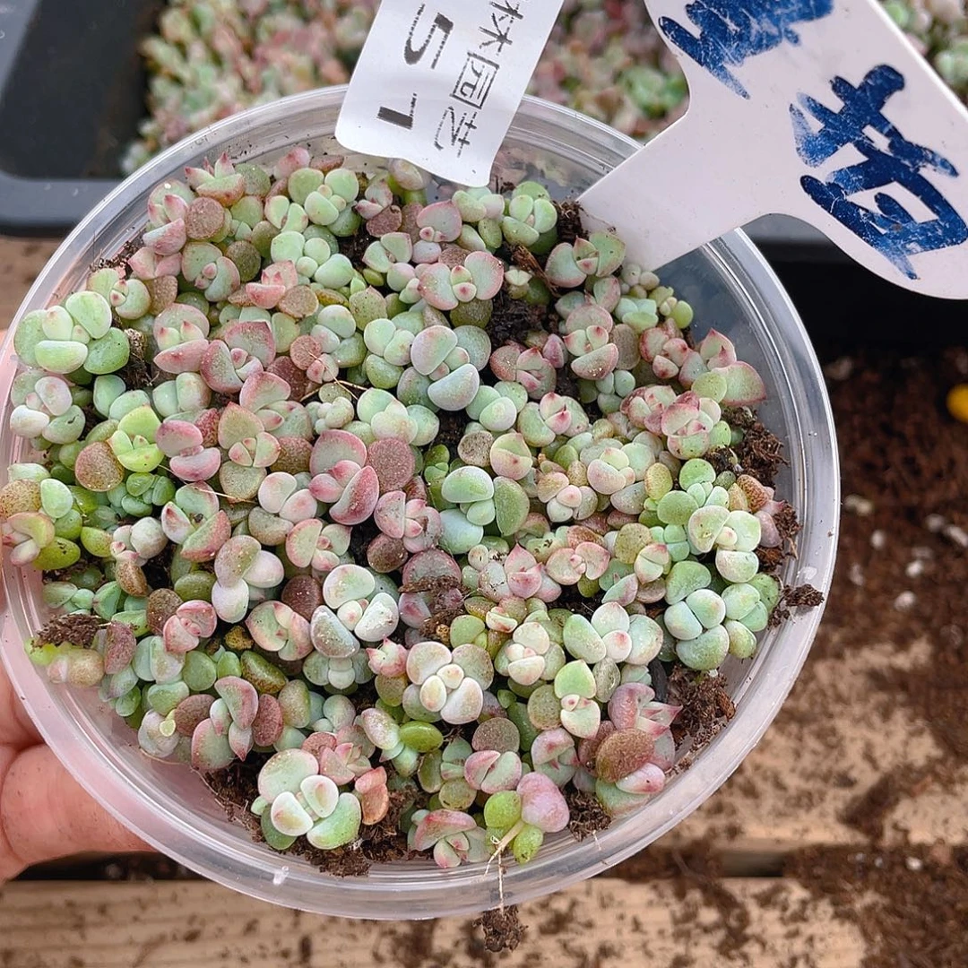 量拍多肉植物多肉植物251