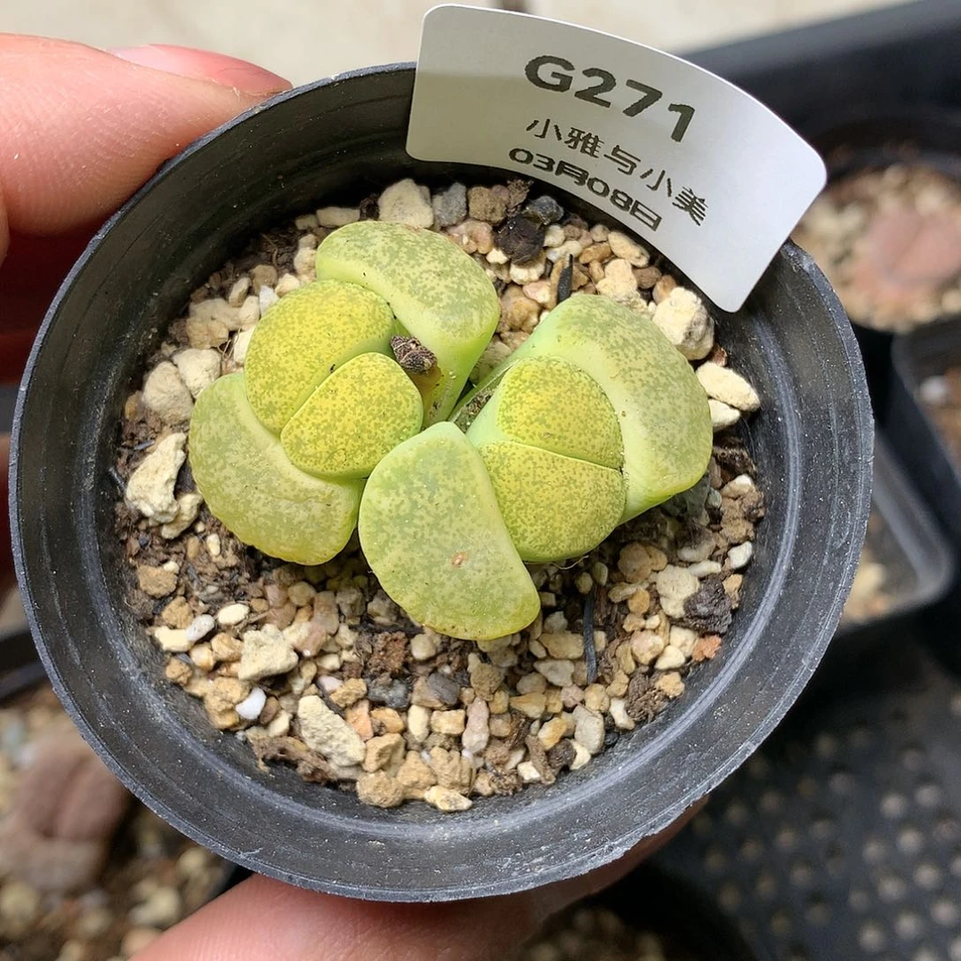 脑**饿G271多肉植物保护研究所