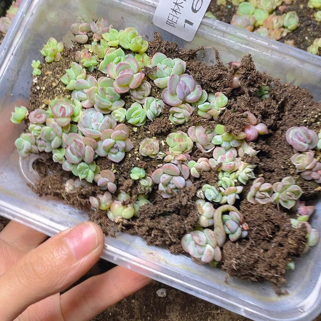 多肉植物多肉植物160