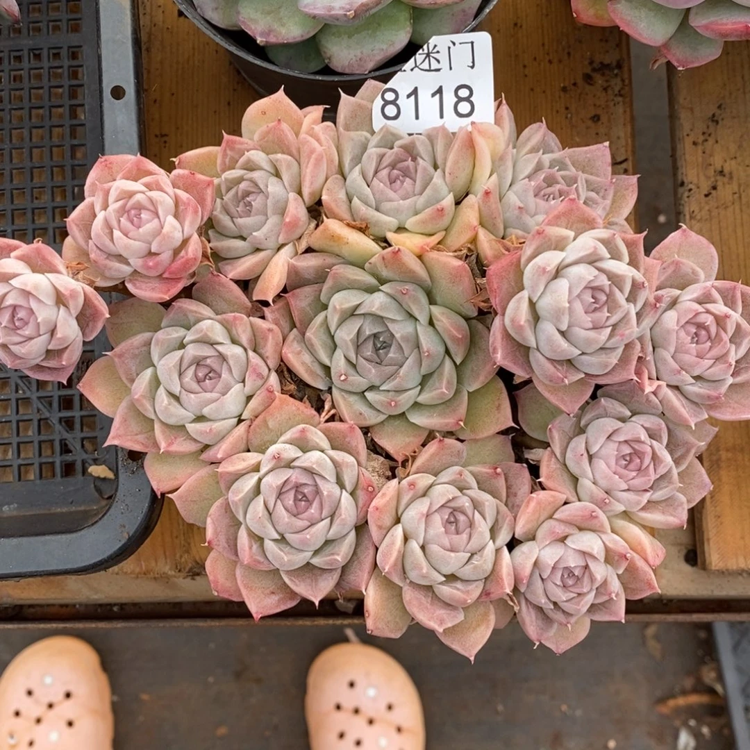 倚****杂交精品多肉8118~15厘米