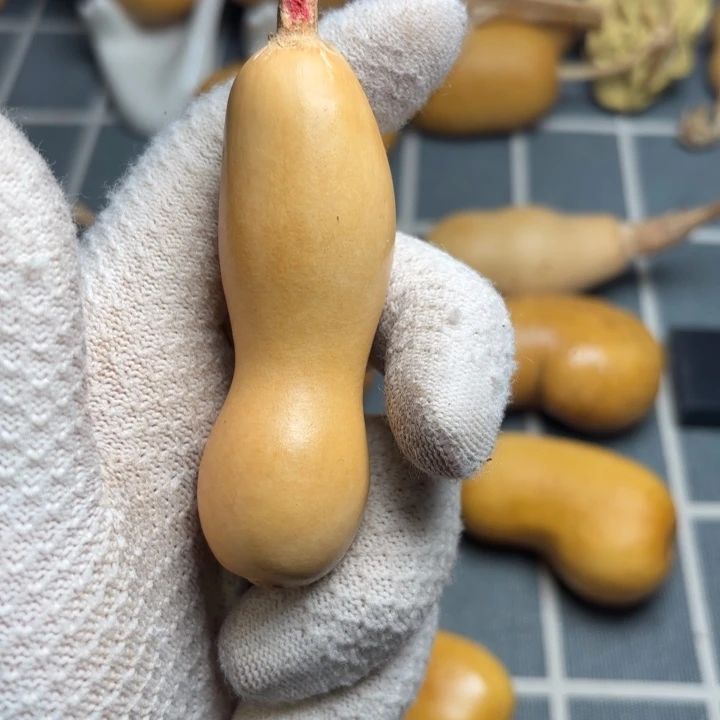 领***悟花嘴766666666666666