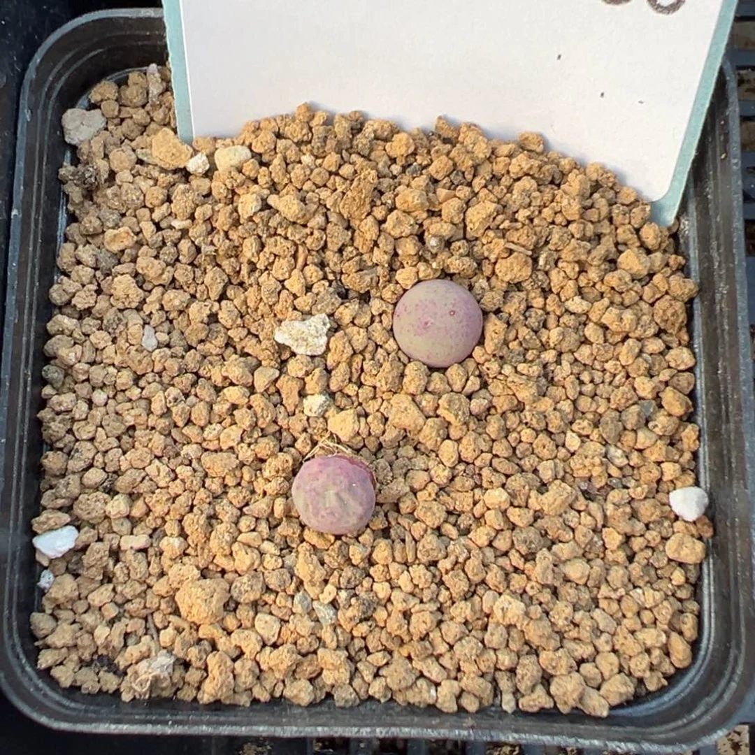 28-150肉锥多肉植物