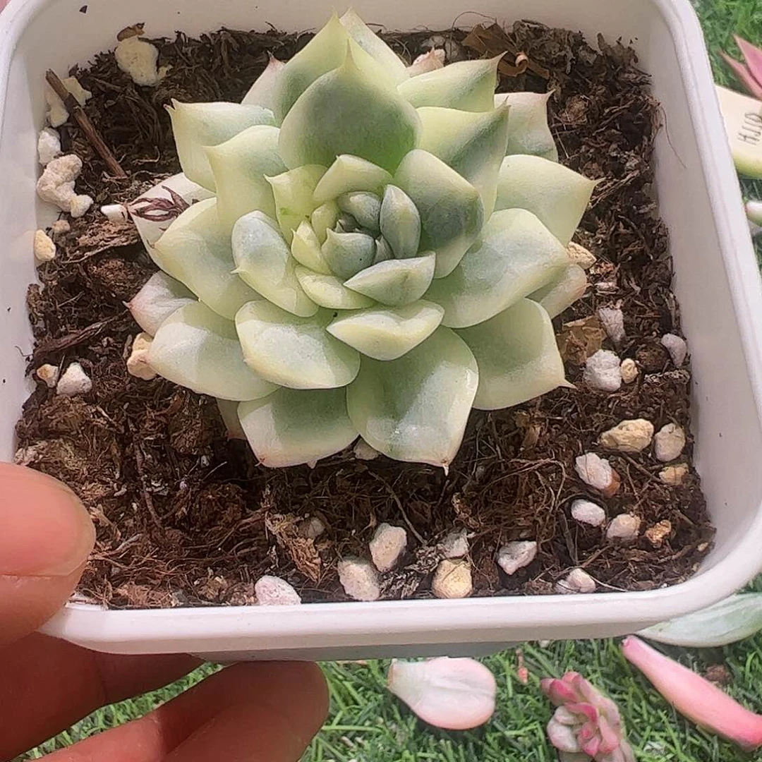 盧****多肉植物多肉植物