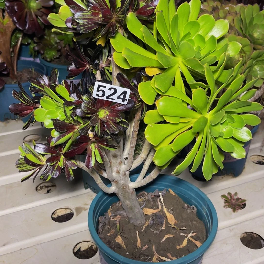 法师法师7/-8包邮法师