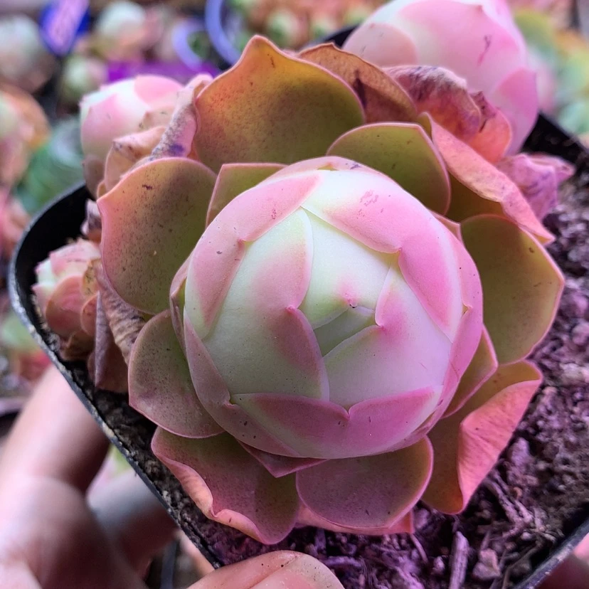 【闪购商品】凤玥473