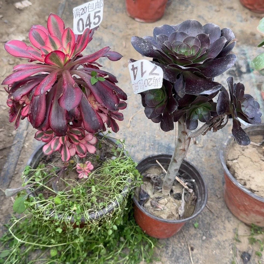 多肉045+714满20包邮断枝不包