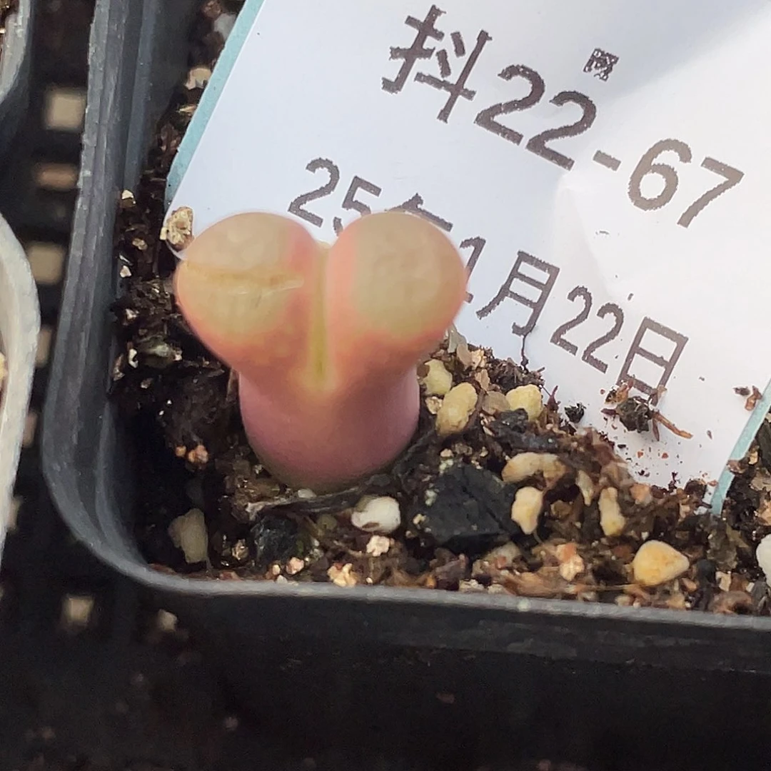 22-67小苗c10肉锥