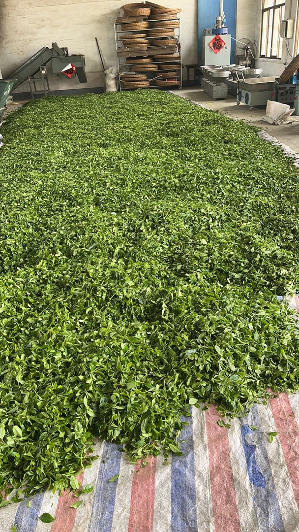 买一斤送半斤鲜香日照绿茶新茶春茶栗香味一芽二三叶为主沙口耐泡