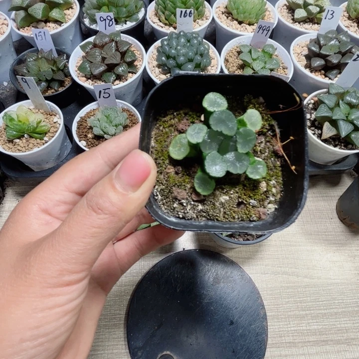 天照万象多肉植物6666