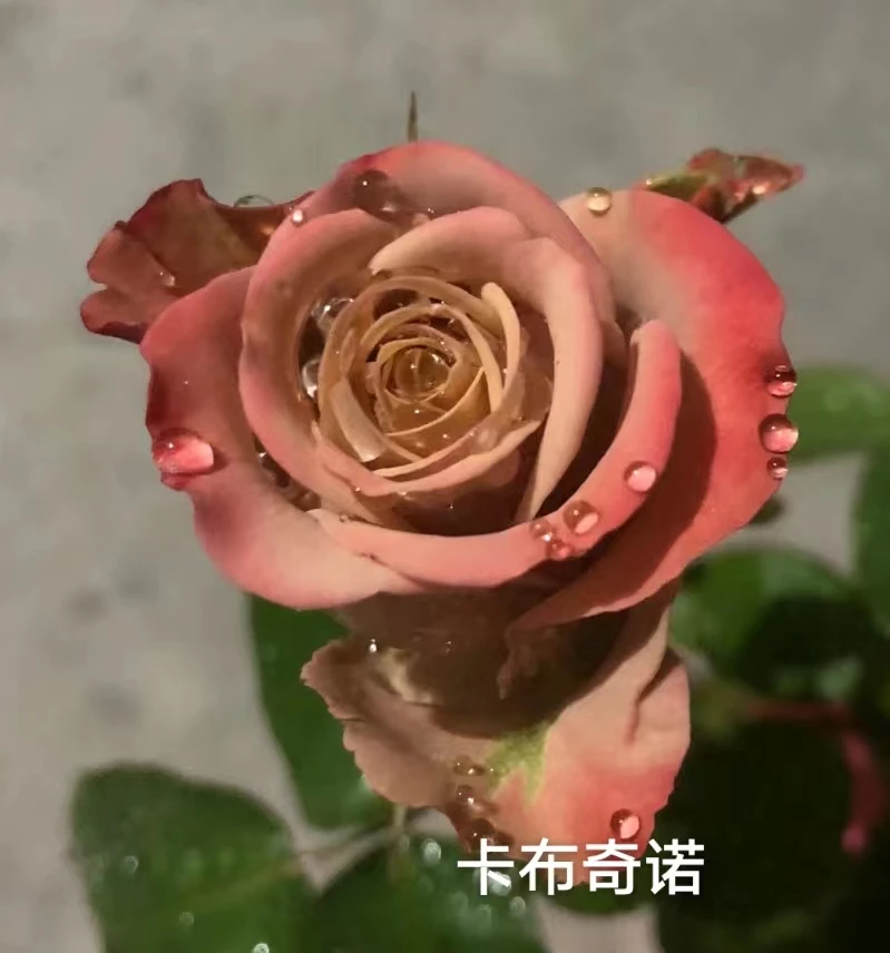 卡布奇诺中苗四季灌木月季