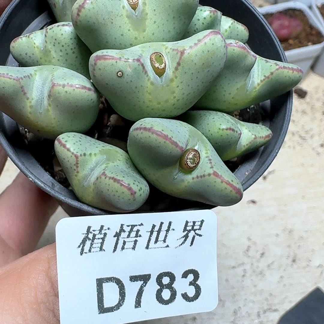 783盒多肉植物哇c g