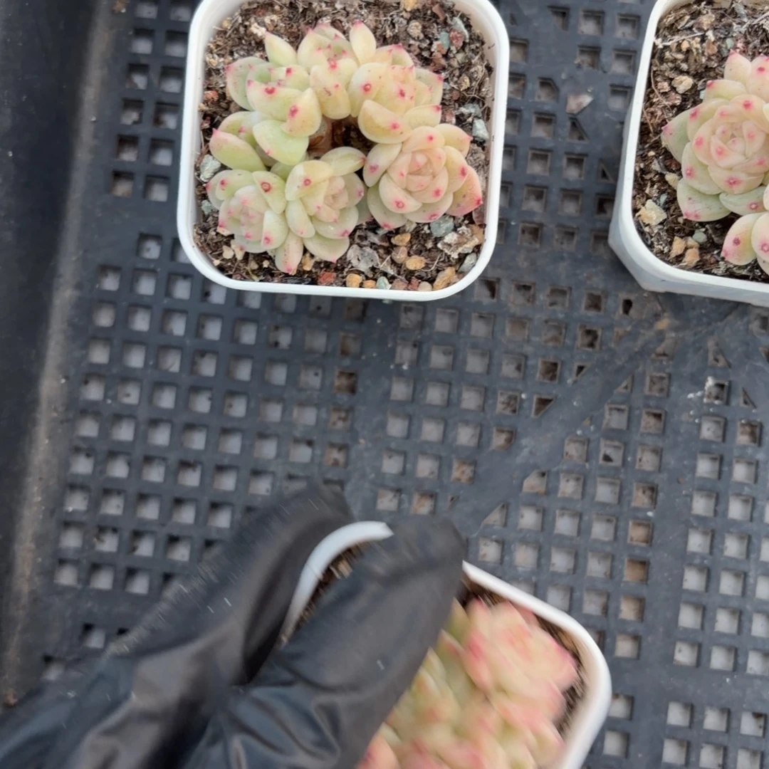 上***形东篱下多肉植物哈哈哈