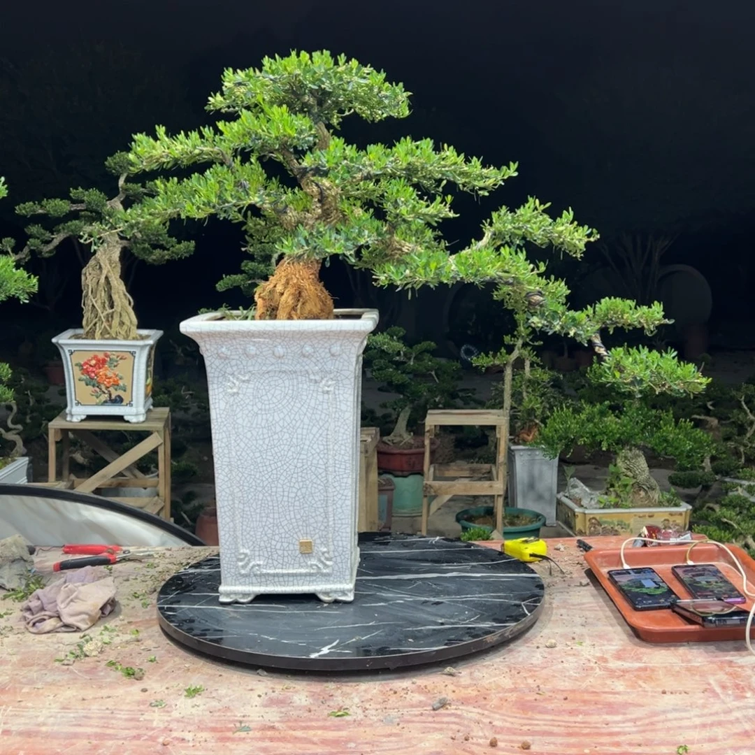 无花朵广东皱皮雀舌黄杨