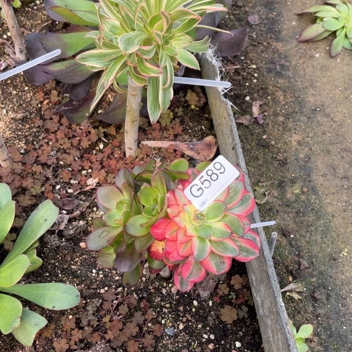 586美金玫瑰锦多肉植物