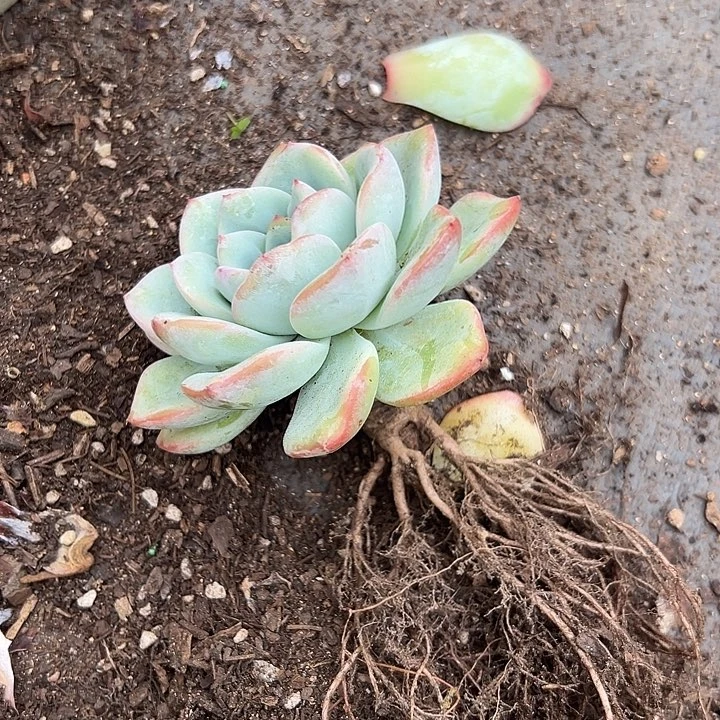 无花朵泡芙老桩。