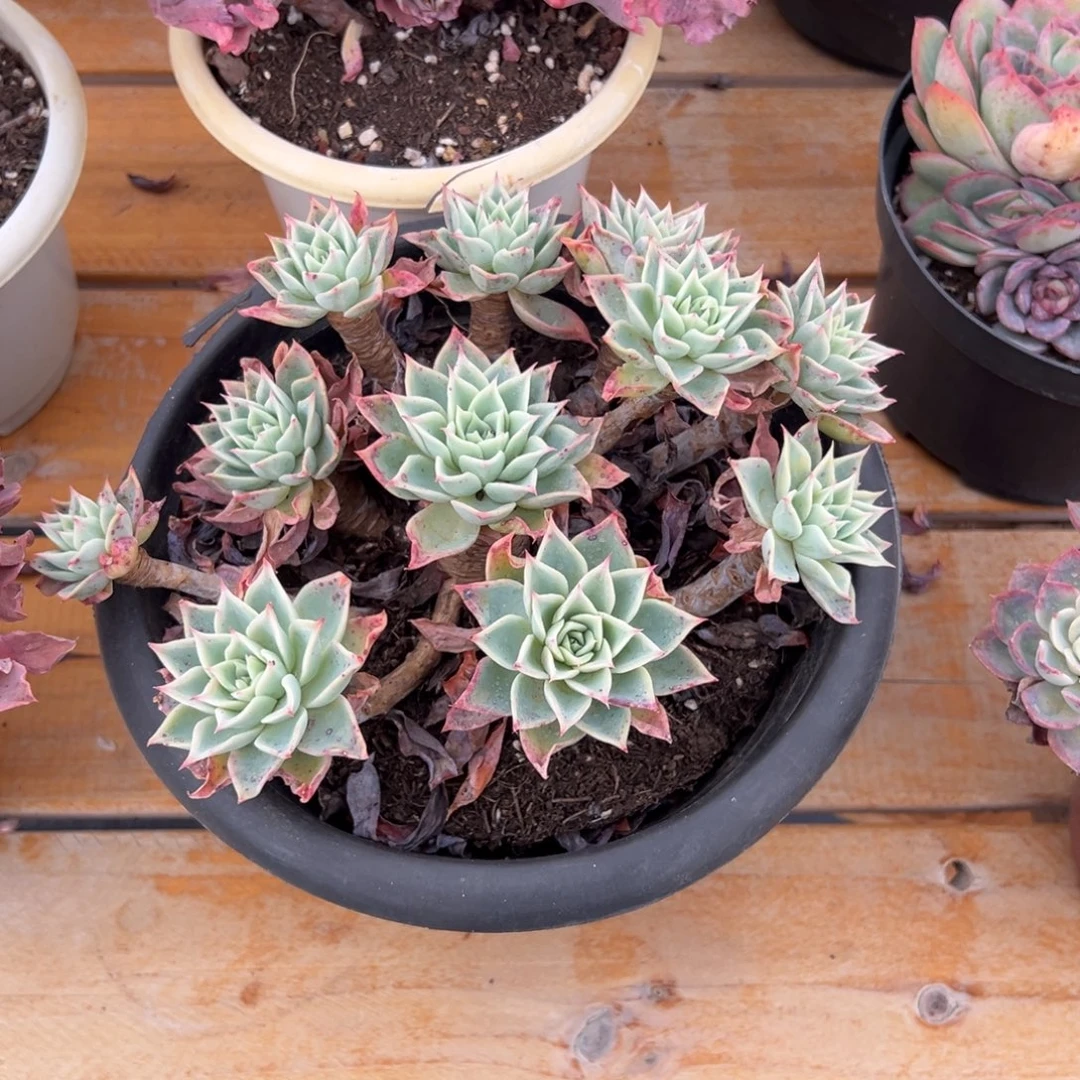 多肉三色堇【非偏远地区满18包邮】