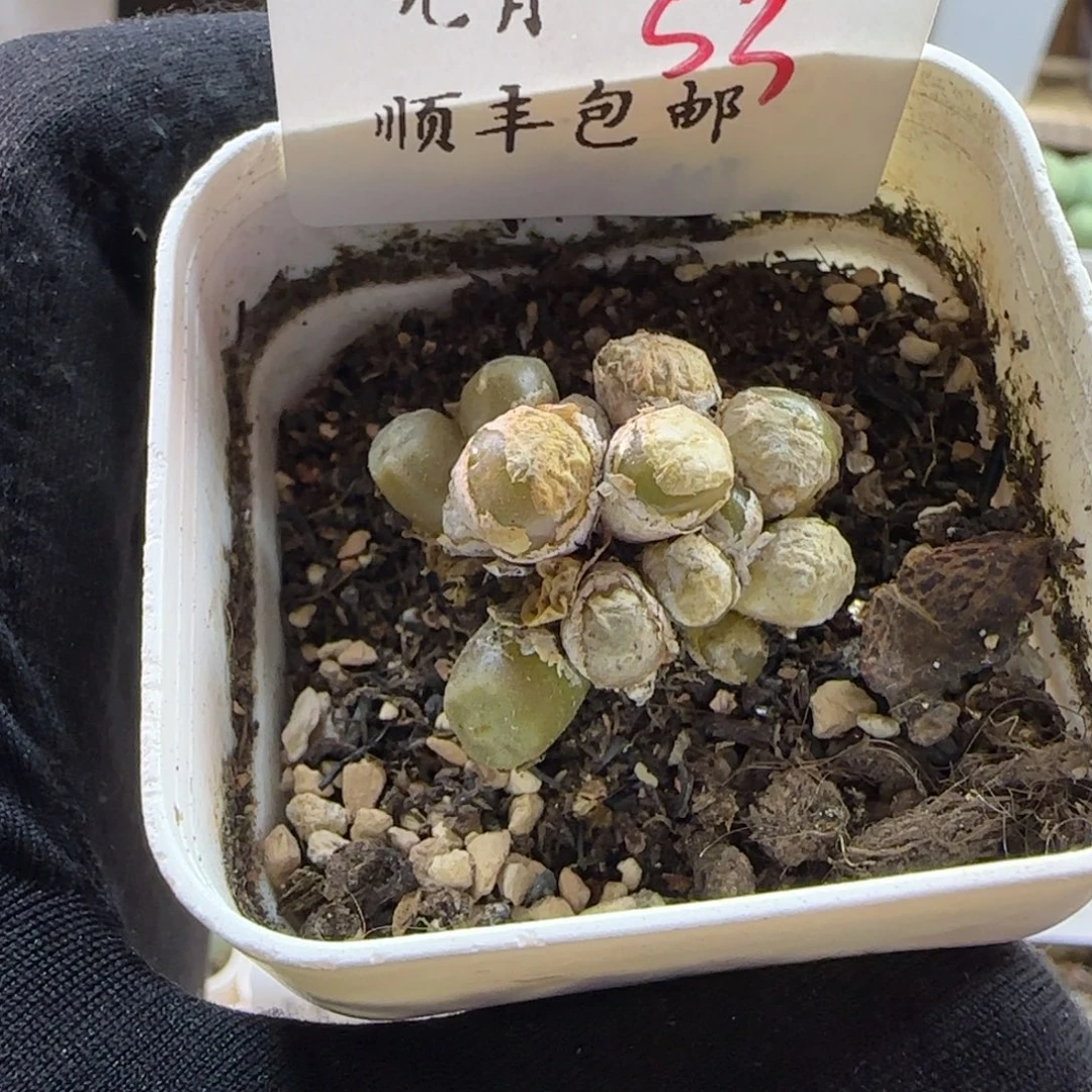 顺丰包邮一物一拍-53