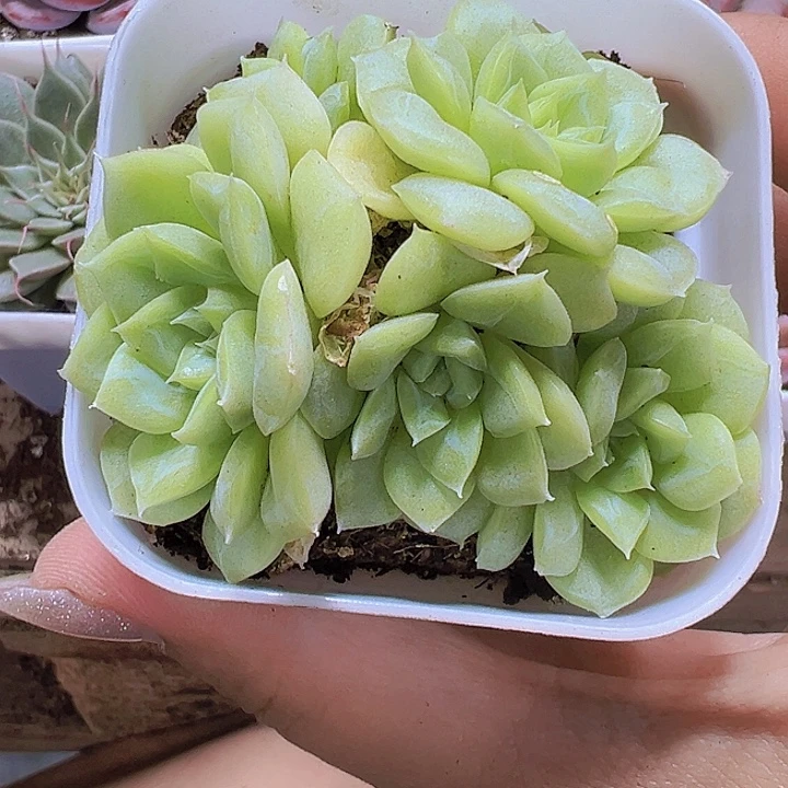 白天鹅群19包邮多肉植物