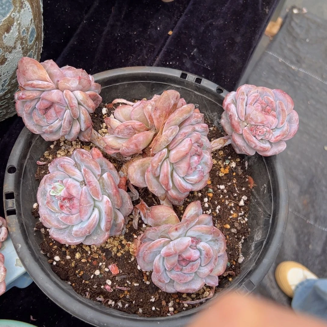 心**飞新年快乐 新年快乐 新年快乐