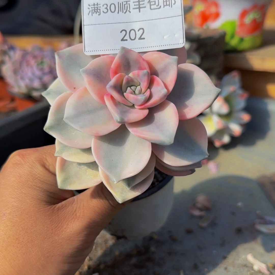 202紫乐锦多肉单头冷白皮