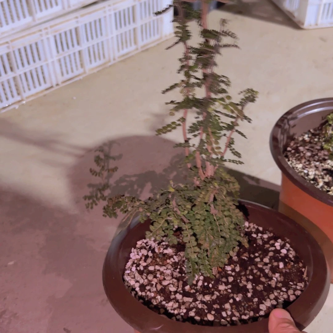 没***步块根植物块根植物