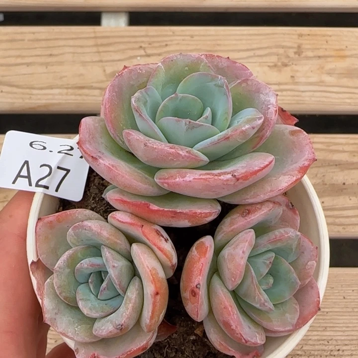 布鲁蓝老桩三头一颗