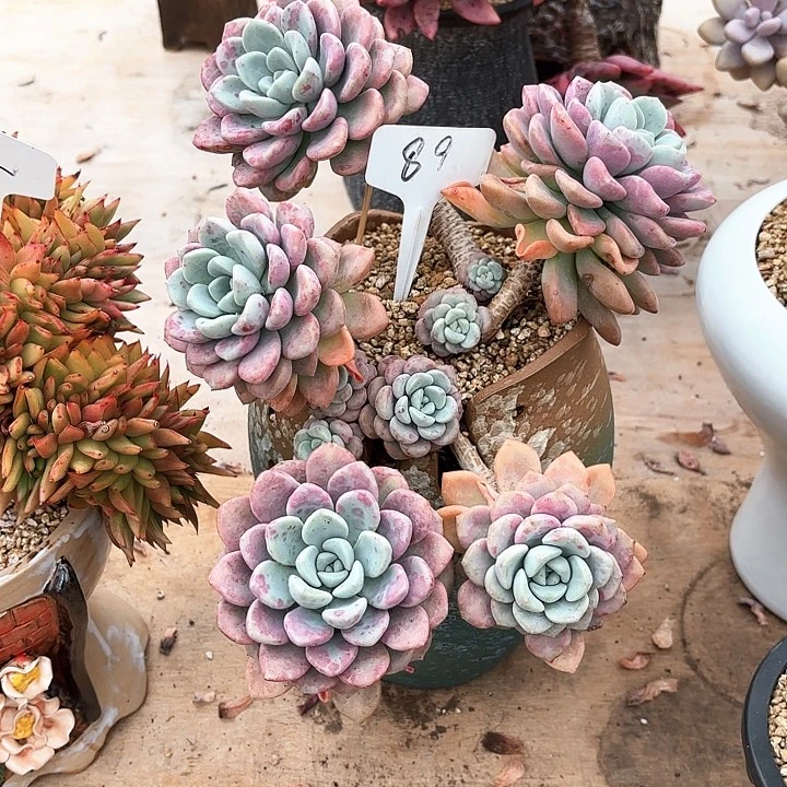 多肉植物，花班露89号