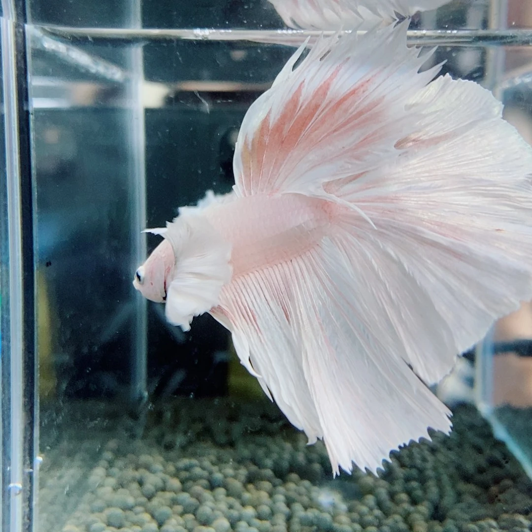 斗鱼黑352号巨斗半月