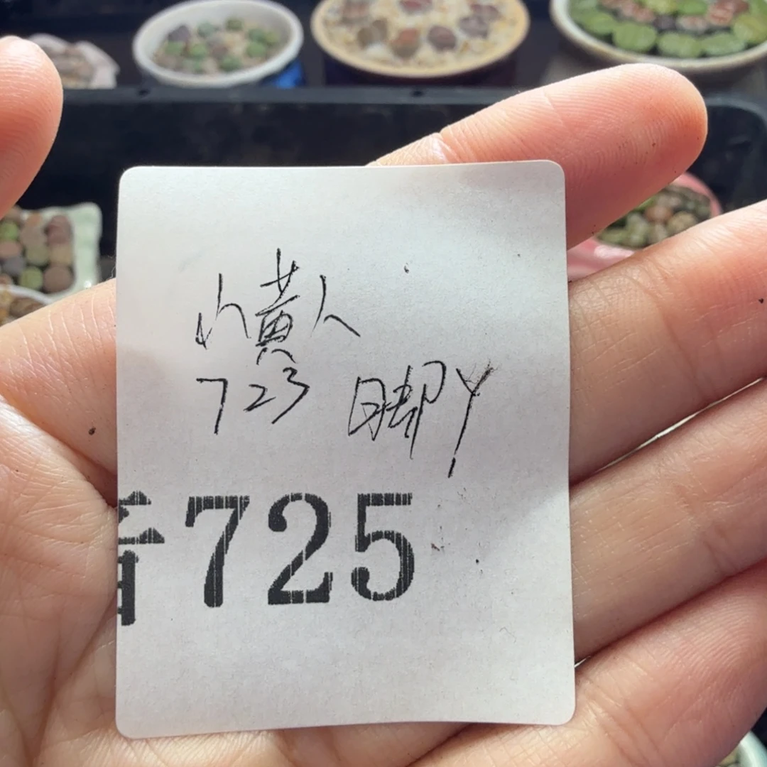 一***多肉植物福利冲冲725