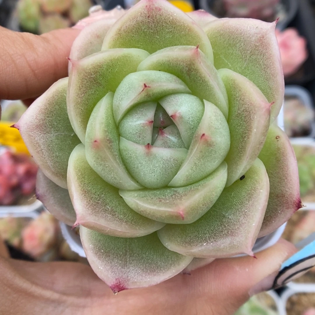 新品麦秆可拍906号。