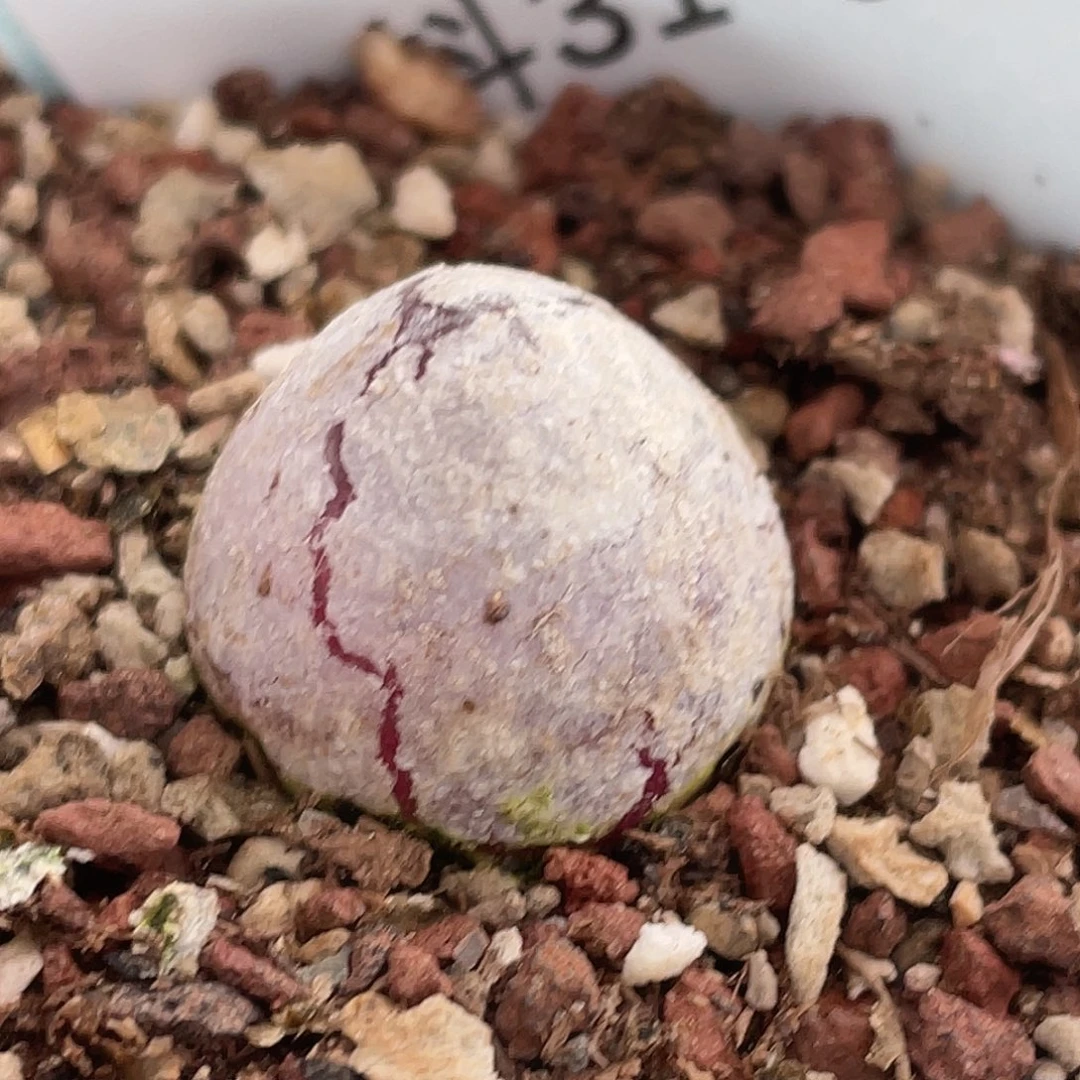 31-6灯泡多肉植物