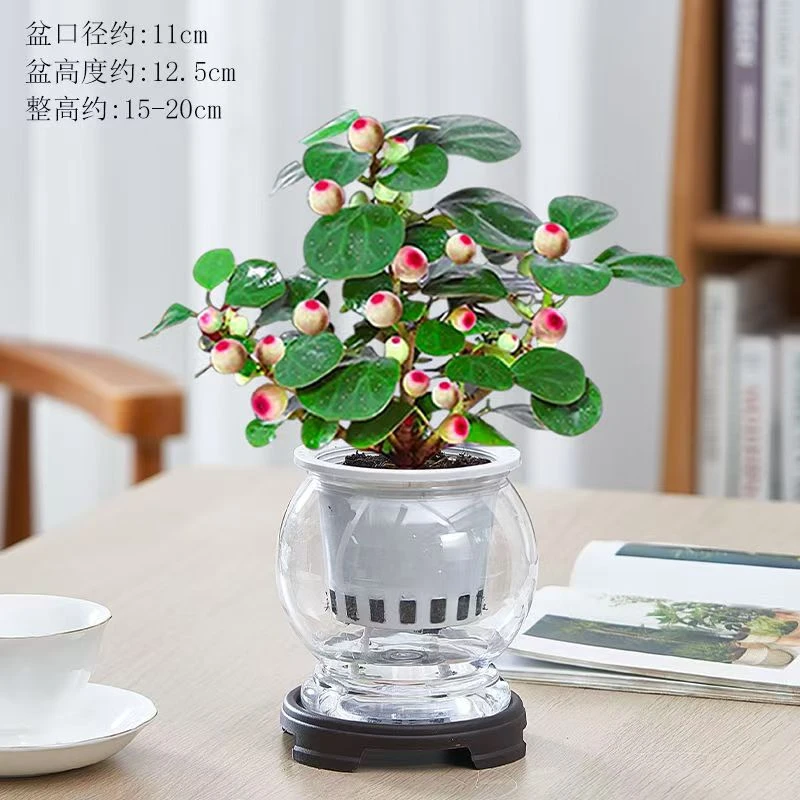 【果实带多 小盼菩提盆栽】精品禅意植物室内绿植客厅摆件好养老桩