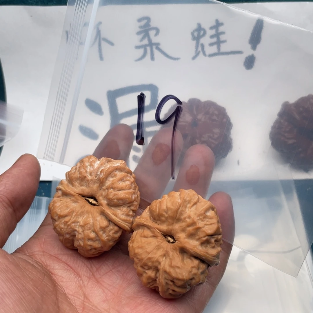 核桃573735357573753573