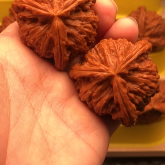 乐***核桃核桃核桃核桃核桃