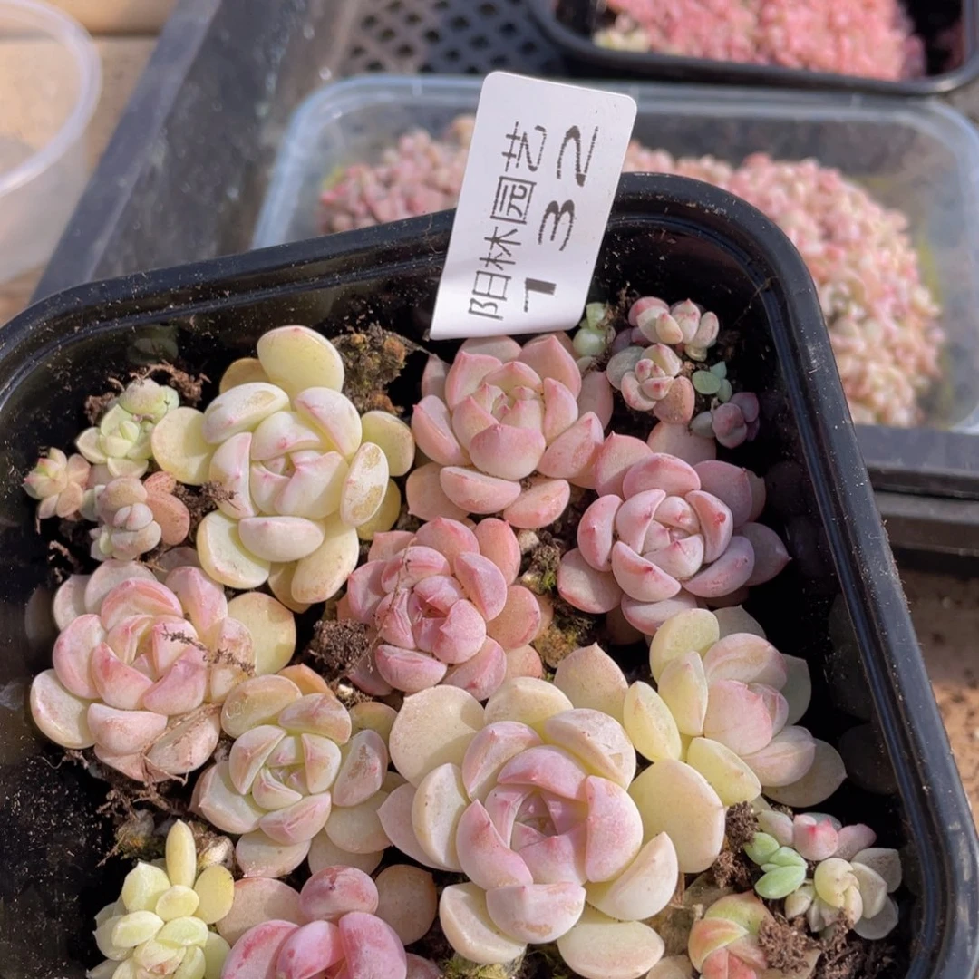 多肉植物多肉植物132