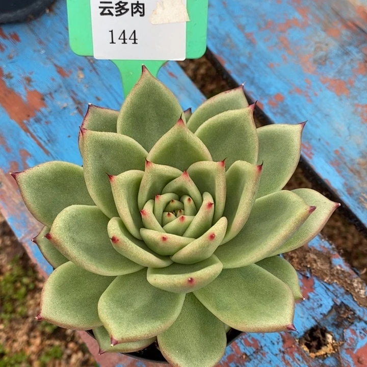 D144- 直播福利 东云
