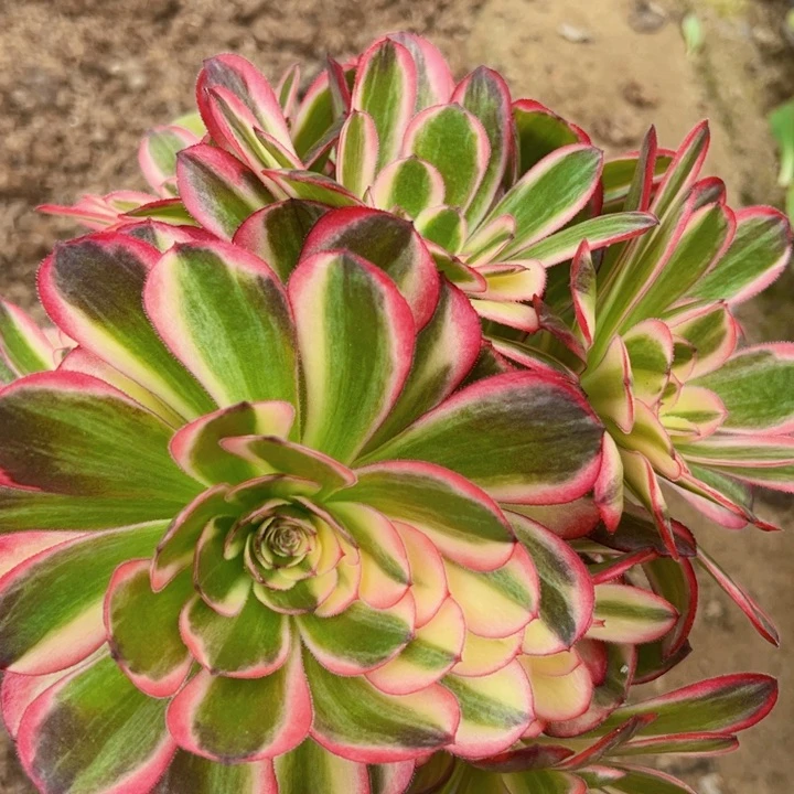 轻**雨6652黑魔锦多肉植物法师