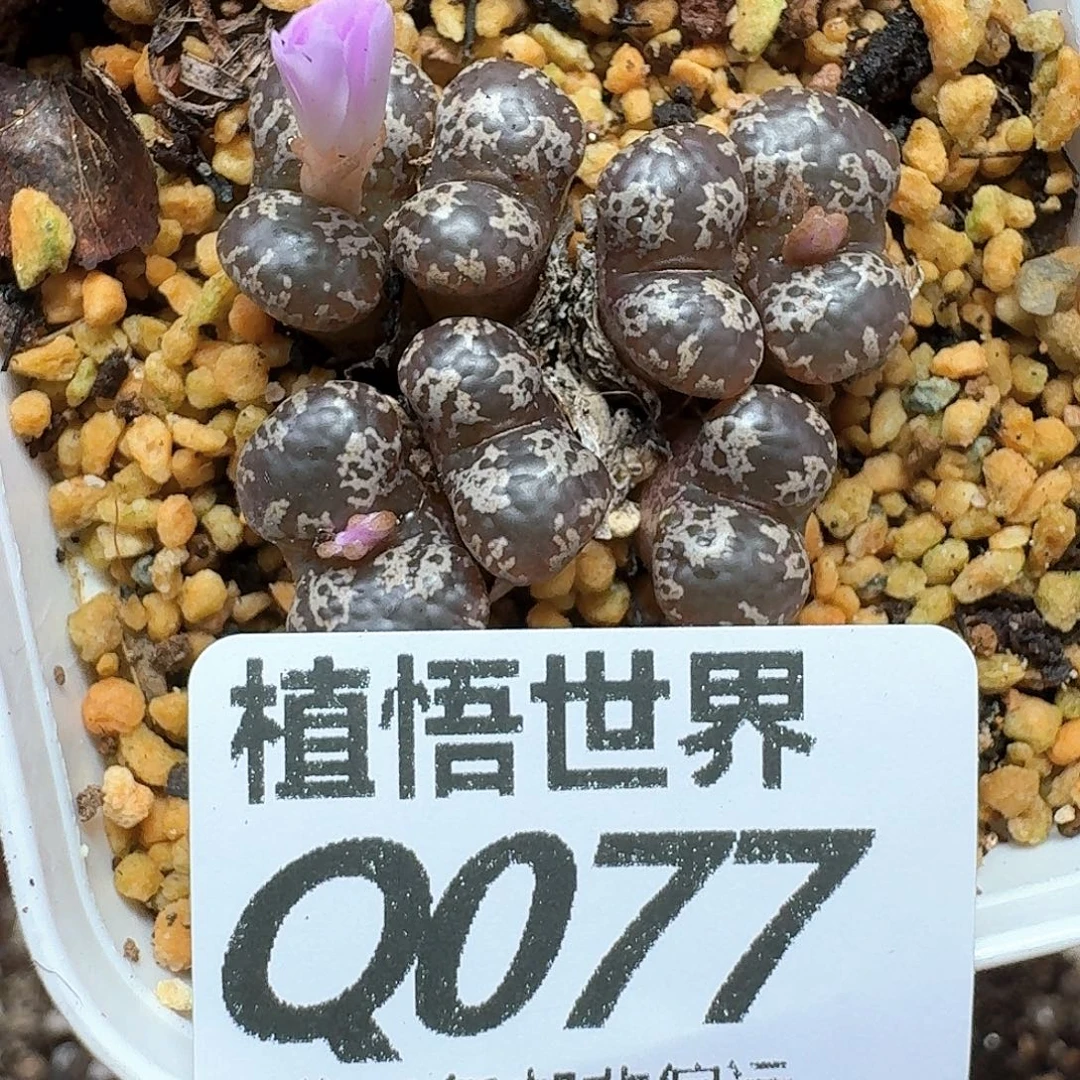 的润泽的润泽gbgb