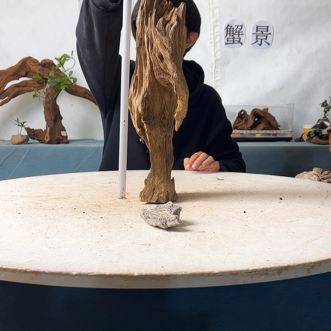13.13.41 沉木造景寄居蟹造景