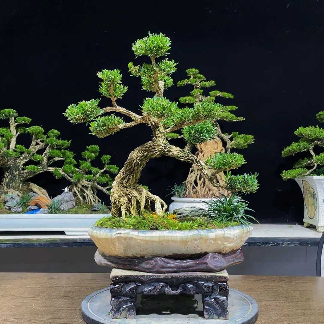 黄杨盆景四季常青