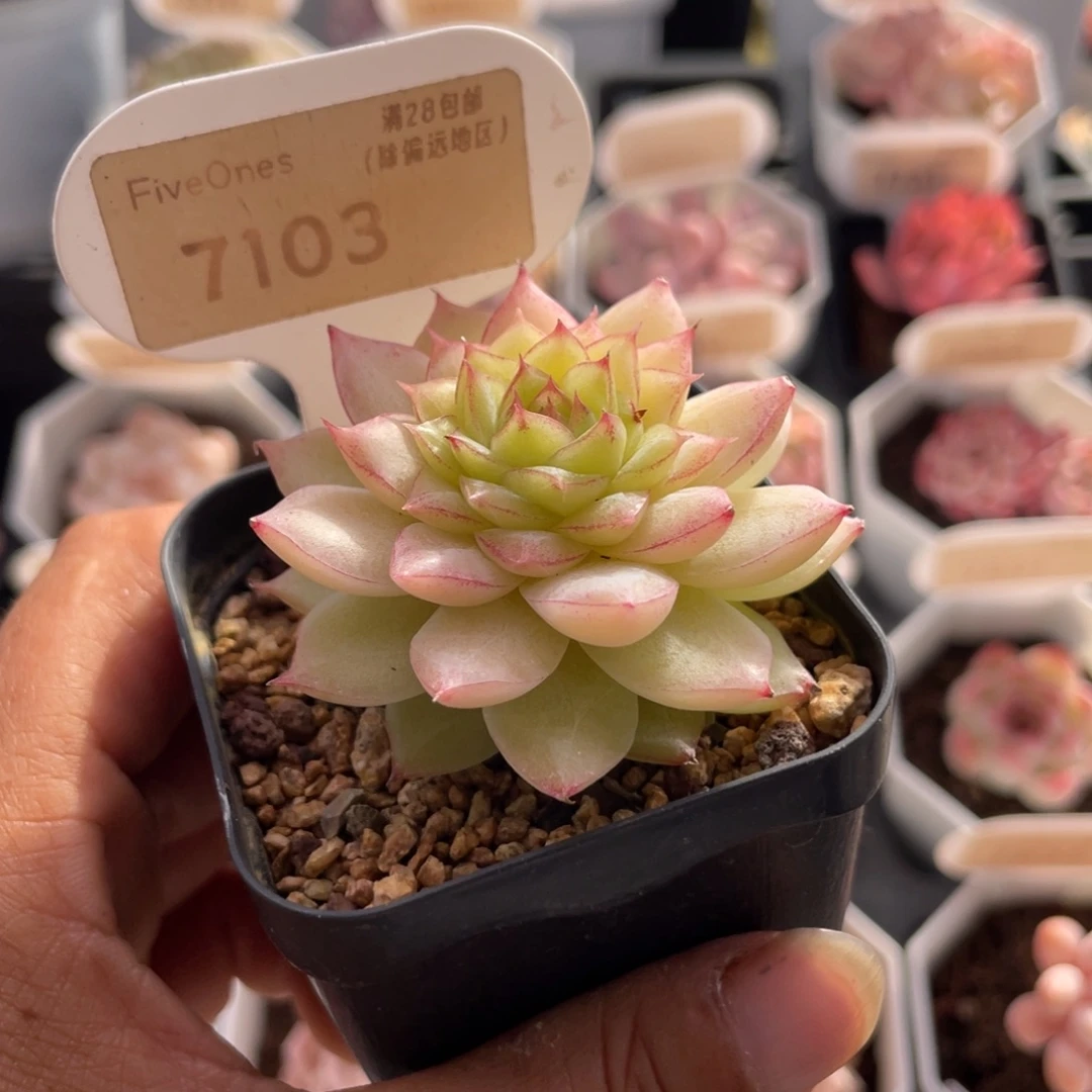 翡翠7103-5.0厘米