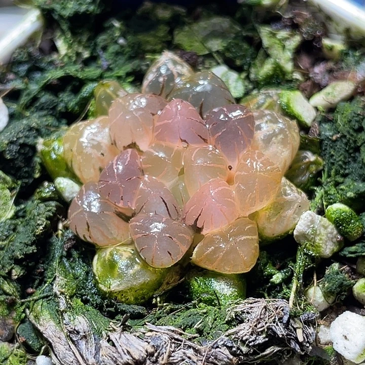 583冰灯锦福利一物