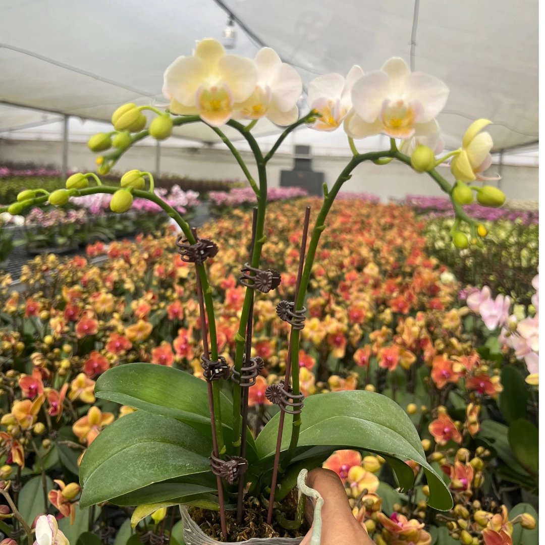 双花剑蝴蝶兰《嫦娥》爆花量 白色系 带花苞 基地直发