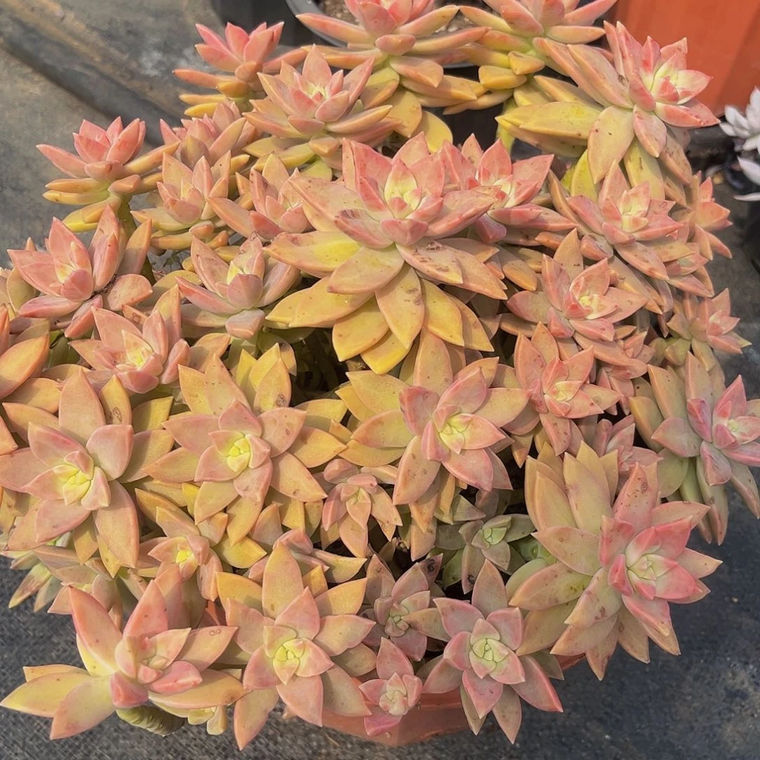 飘大布丁群999999