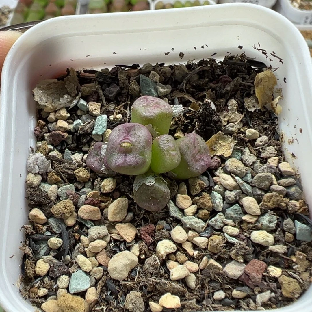 05方碗带盆土发货