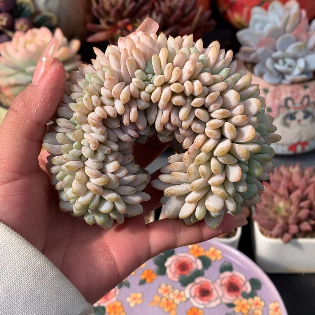 我们家的小姐姐们