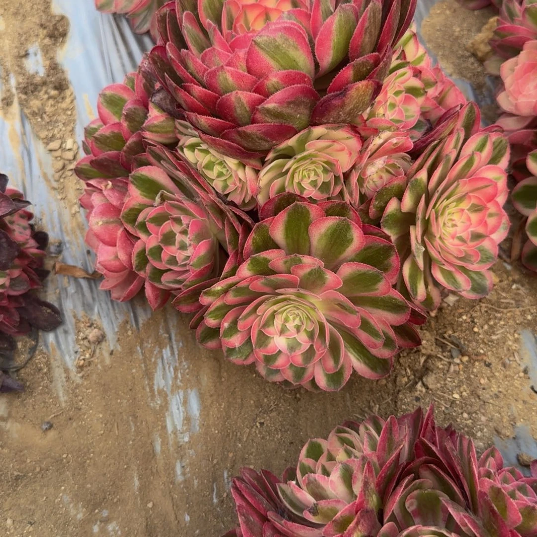 完**定262荔枝。多肉植物