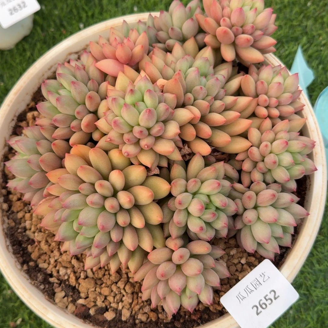 2652颜字多肉植物的时候